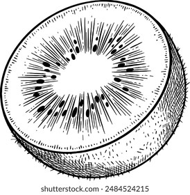 Hand drawn Kiwi Fruit Slice Sketch Illustration