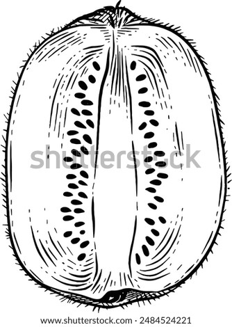 Hand drawn Kiwi Fruit Slice Sketch Illustration
