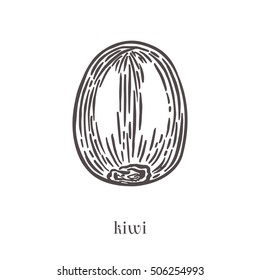 Hand drawn kiwi fruit vector illustration. Sketch style vector design isolated on white background. Tropic fruit.