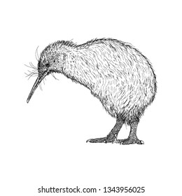 Hand drawn kiwi illustration vector 