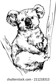 hand drawn koala