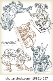 hand drawn koala bear vector set