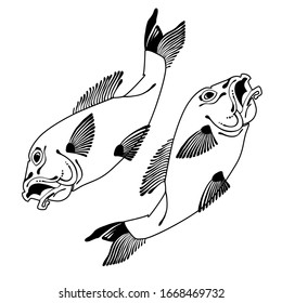 Hand drawn koi fish. Japanese carp line drawing for coloring book. Doodle. Characters meaning carp