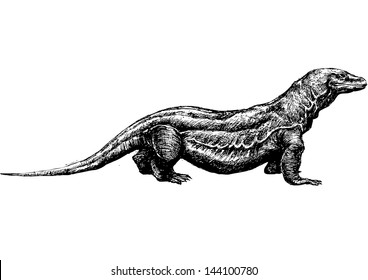 hand drawn komodo dragon