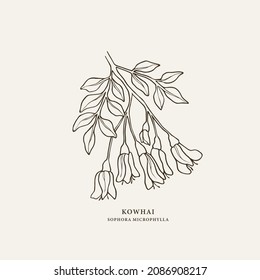 Hand Drawn Kowhai Branch Illustration. National New Zealand Tree