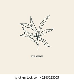 Hand drawn kulanjan plant illustration