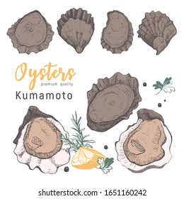 Hand drawn kumamoto oysters on white background. Vintage oyster shell illustration, great design for any purposes . Gourmet food of festival. Vector icon. Linear sketch for restaurant and cafe menu.