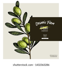 Hand drawn label of extra virgin olive oil. Vector colored vintage art. Set of farm vegetables. Organic sketched vegetarian objects. Use for restaurant, menu, package, market, flyer, template
