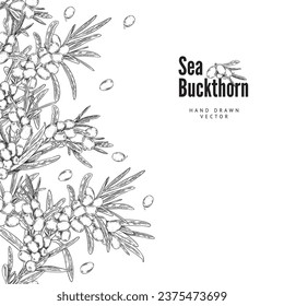 Hand drawn label with sea buckthorn. Vector engraved label with berries and leaves. Natural vegetarian food, healthy vitamin herb for tea. Summer fruit illustration with logo.