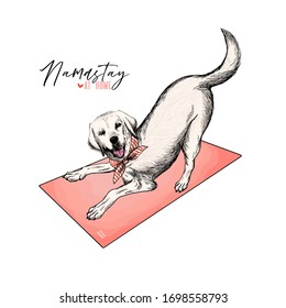 El perro labrador dibujado a mano yoga mate.Quédate en casa. Cartel de cuarentena grabado por el vector. Mantente activo, quédate en casa. Volante de la pandemia Covid-19. Perro asano asado. Namaste