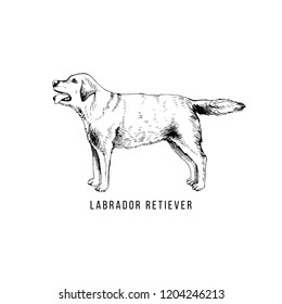 Hand drawn labrador retriever. Vector illustration in retro style