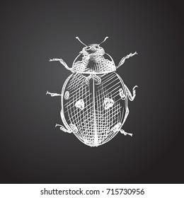Hand Drawn Ladybug Sketch Symbol. Vector Ladybird Element In Trendy Style.