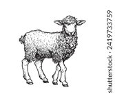 Hand drawn lamb or sheep standing. Sketch style farm domestic animal. Vector illustration isolated on white.