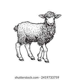 Hand drawn lamb or sheep standing. Sketch style farm domestic animal. Vector illustration isolated on white.