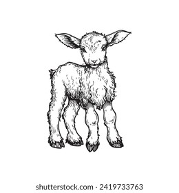 Hand drawn lamb sheep standing. Sketch style farm domestic animal. Vector illustration isolated on white.