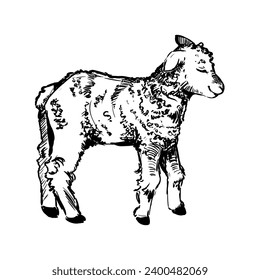 Hand drawn lamb in sketch style. Wool, symbol of the lamb. Farm animals vintage vector illustration