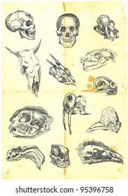 Hand drawn a large collection of various skulls. People, birds, prehistoric animals, mammals. Detailed and precise work.