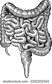 Dibujado a mano Intestinos Grandes y Pequeños