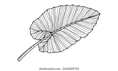 Mão desenhado grande folha tropical isolado no fundo branco. Contorno de folhas tropicais para colorir livros ou publicações