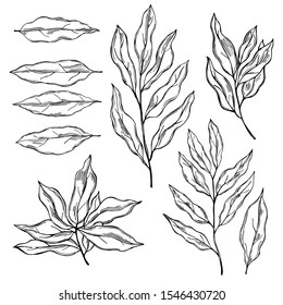 Hand drawn laurel plant. Vector  sketch illustration