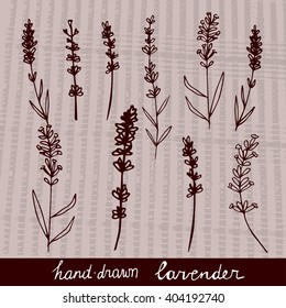 Hand drawn lavander set monochrome on light background