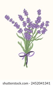 Ramo de lavanda dibujado a mano con cinta púrpura. Provenza hierbas florales con flores moradas. Flor de lavanda. Ilustración vectorial