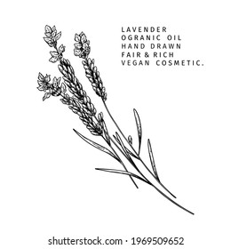 Hand drawn lavender branch. Vector floral engraved illustration. Cosmetic and medical essential oil. Healthcare, beauty ingredient. For cosmetic package design, medicinal herb, treating, aromatherapy