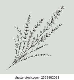 Hand drawn lavender branch. Vector illustration in doodle style. flowers isolated on white, branch of lavender, flowers vector illustration of exotic flower, black and white flower
