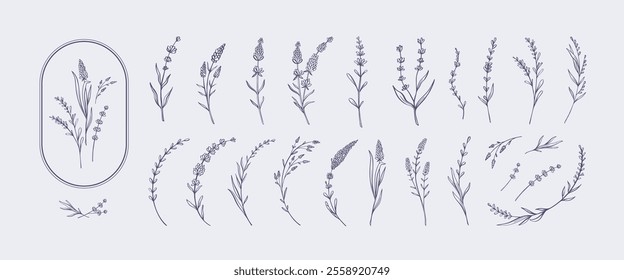 Hand drawn lavender. Elegant botanical sketches of lavender sprigs, stems, and blossoms. Minimalist floral decorative flower branches vector illustration set.