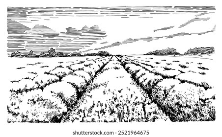 Hand drawn lavender field. Monochrome rural landscape illustration converted to vector drawing.