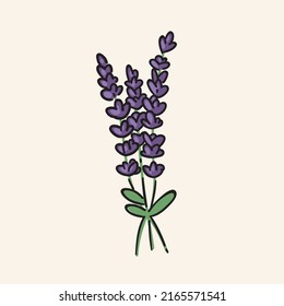 Hand Drawn Lavender Flower Bouquet. Modern Outline Flowers Illustration, Icon. Editable Vector, Isolated.