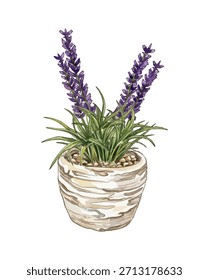 Handgezeichnete Lavendelblume in einem rustikalen Topf. Aquarellstil, Vektorgrafik einzeln auf weißem Hintergrund. Schöne lila Lavendelpflanze in einem Blumentopf für die Hausdekoration. Topflaserpflanze