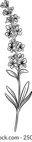 Hand drawn Lavender Flower Sketch Illustration