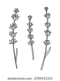 Handgezeichnete Lavendel Blume Stiele Linie Kunst Illustration. Minimalistisches botanisches Ikonensatz für Spa-Logo, Aromatherapie-Branding, ätherische Ölverpackung, pflanzliches Produktdesign. Einfache schwarze Umrandung auf Weiß