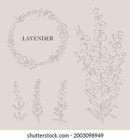 Hand drawn of Lavender flower, vector illustration 