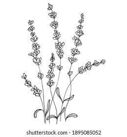 Hand drawn lavender flowers on a white background. Black and white vector illustration 