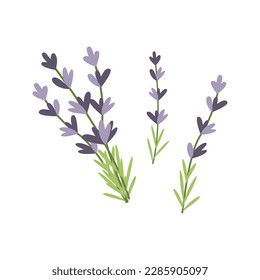 Flores de lavanda dibujadas a mano. Ilustración vectorial. Sencillo estilo plano.