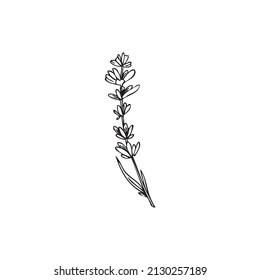 Hand drawn lavender herb with leaves and flowers, outline sketch vector illustration isolated on white background. Botanical doodle element for cosmetics or essential oils design.