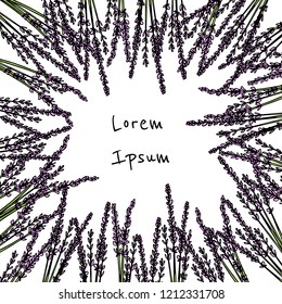 Hand drawn lavender leaves and flowers made in vector. Delicate and romantic floral design elements. 