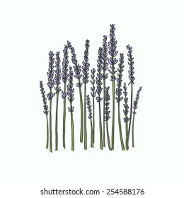 Hand drawn lavender made in vector. Delicate and romantic floral design elements. 