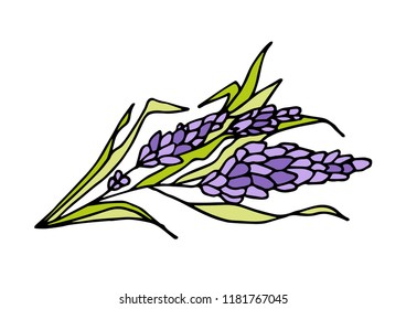 Hand drawn lavender for medicinal, cosmetics, store, health care, tag label and other design. Botanical illustrations for tags. Vector sketches.