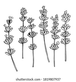 Hand drawn  lavender on white background. Vector sketch  illustration.