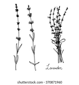 Hand Drawn Lavender Plants, Sketch Vector Illustration