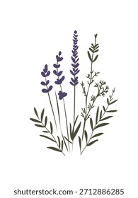 hand drawn lavender stem design