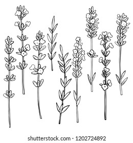 Hand drawn  lavender. Vector sketch  illustration.