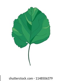 Hand Drawn Leaf, Botanical illustration vector.
