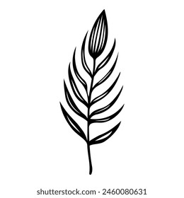 Hand drawn leaf of cherry laurel tree. Vector illustration.