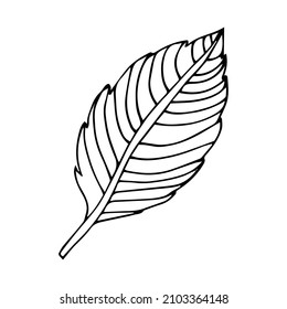 Hand drawn leaf Cherry Outline Doodle Isolated On white