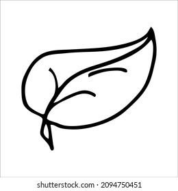 Hand drawn leaf a doodle element for design concept.