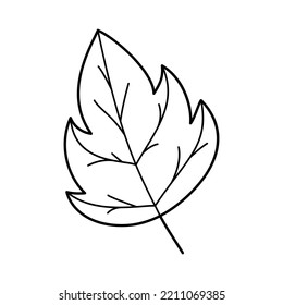 Hand drawn leaf. Doodle floral garden design element. Ecology concept. Isolated on white background. Monochrome vector illustration.